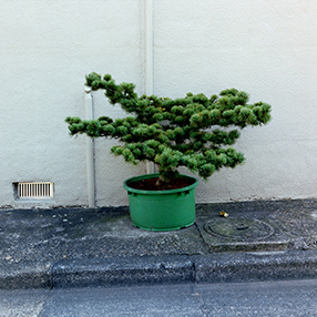 高木康行写真展「植木のほかに　Besides potted plants」開催のお知らせ
